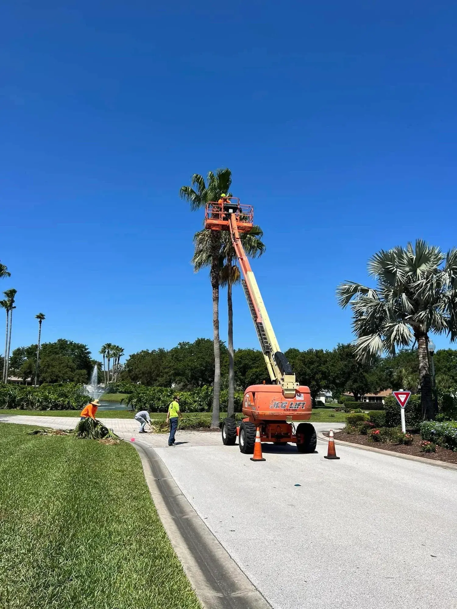 Tree Services