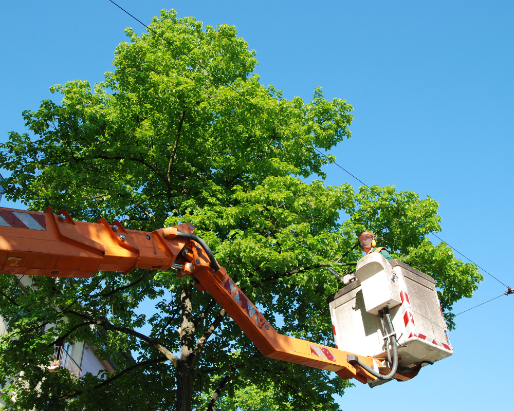tree trimming in leesburg, fl